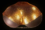 Realistic-sex-torso-rs-6-cocoa-doggy-front-top-view